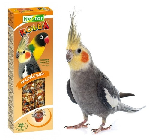 Parrots bird honey - bird, sticks