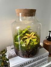 Ready-Made Light Up Terrarium H: 25.5cm D: 17cm | Low-Maintenance