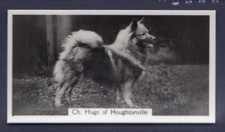 KEESHOND - Original 1930's
