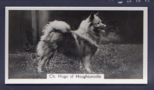 Keeshond original 1930 s - -, 1930's
