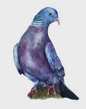 Wood Pigeon Magnet - Wood