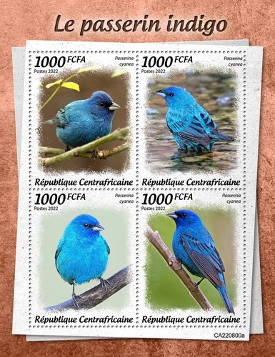 Indigo bunting birds - indigo, mnh