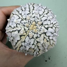 Rare Plant Astrophytum