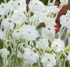 Lychnis Coronaria ? 50 Seeds Oculata Angel’s Blush White-Pink Rose Campion