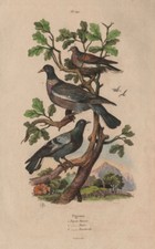 Common wood pigeon. Rock dove.European Turtle dove.Ramier Biset Tourterelle 1833