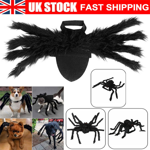 Halloween pet spider - halloween, costume