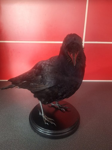 Taxidermy juvenile rook - rook, on