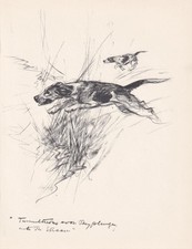 1936 FOXHOUND DOG Print -