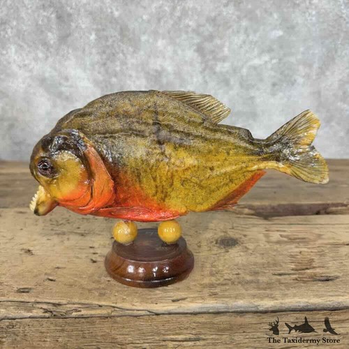 31591 red bellied piranha - bellied,