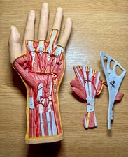 3b scientific Life-Size Hand Model with Muscles, Tendons, Ligaments, Nerves & Ar