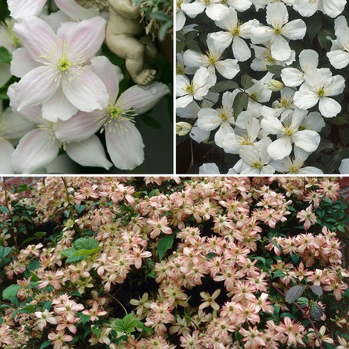 Climbing plant collection - climbing,