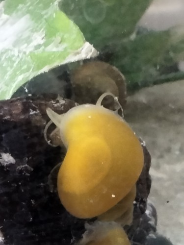 Mystery snails pomacea - snails, (pomacea