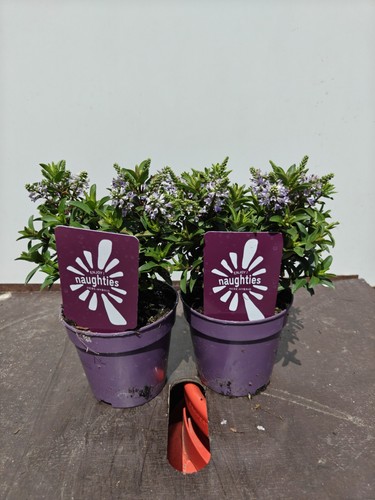 Hebe purple 1l - 2x, pot