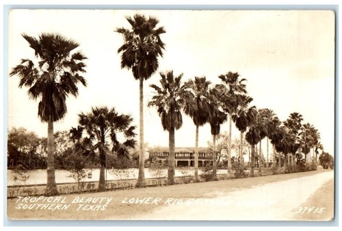 C1930 palm tropical - palm,