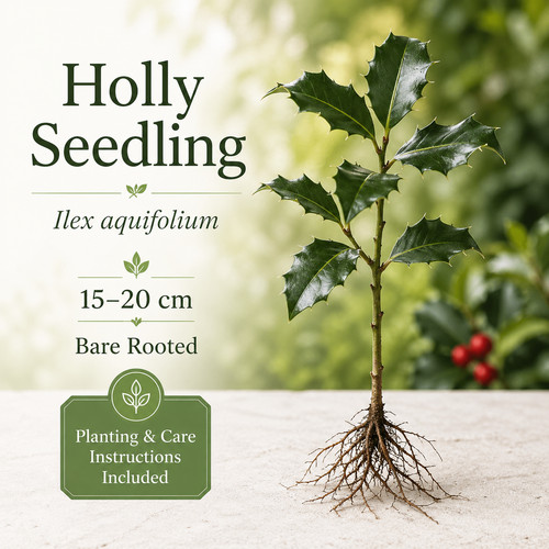 Holly plant seedling ilex - plant,