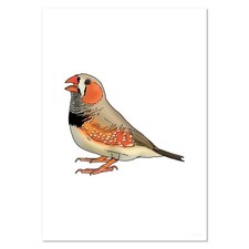 'Zebra Finch' Wall Posters /