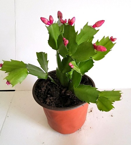 Christmas cactus - christmas,