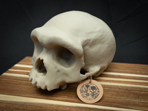 Denisovan harbin cranium - cranium, –