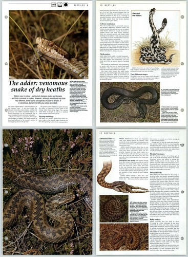 The adder venomous snake - venomous, dry