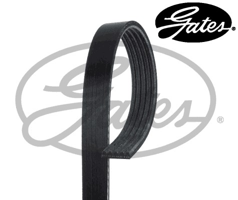 Ribbed belt fits for - v-ribbed, fits: