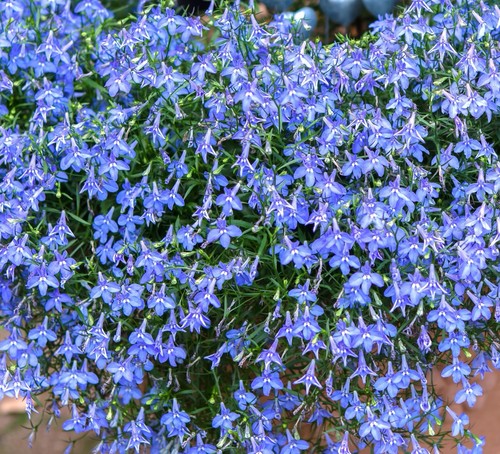 500x lobelia erinus - 12,500x,