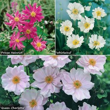 Perennial Plants, Hardy