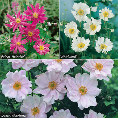 Perennial plants hardy - plants,,