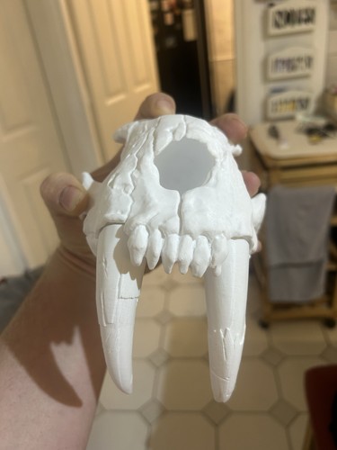 Sabre tooth tiger fossil - tiger,
