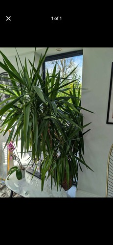 Yukka plant - xl,