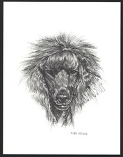 #360 BLACK STANDARD POODLE dog