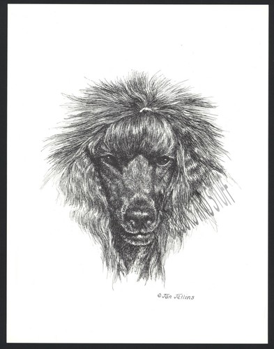 360 black standard poodle dog - black,