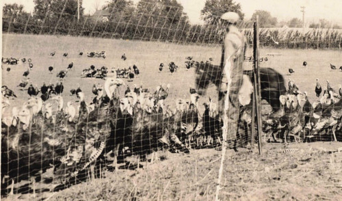 Vintage turkey farm - vintage,