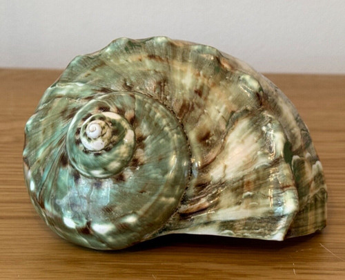 Polished hermit crab seashell - polished,