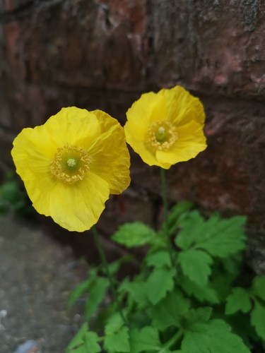 Welsh yellow poppy bright - yellow,