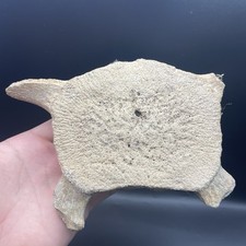 Whale Vertebra Fossil HUGE