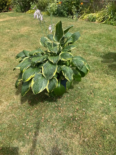 Hosta earthenware pot - earthenware,