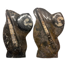 Standing orthoceras ammonite - standing,
