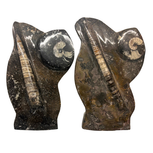 Standing orthoceras ammonite - orthoceras,