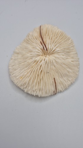Vintage piece natural white - vintage, of