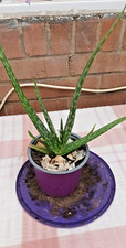 Aloe vera plant - aloe, indoor