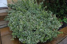 Euonymus fortunei Emerald