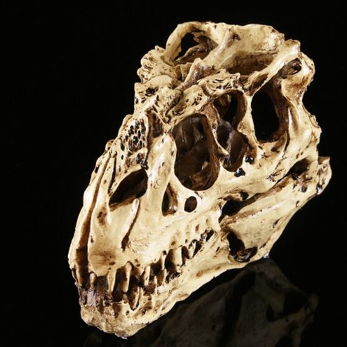 Tyrannosaurus rex skull - t-rex,