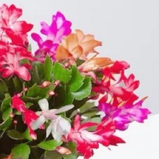 6x Christmas Cactus