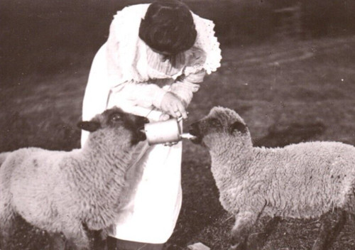 Feeding time woman farmer goat - feeding,