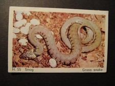 DANDY GUM WILD ANIMALS DANISH