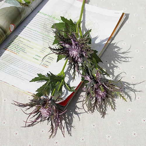 Bouquet eryngium plants decor - plants,