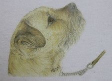 Border Terrier T-Shirts 3-6