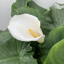 Small ZANTEDESCHIA aethiopica
