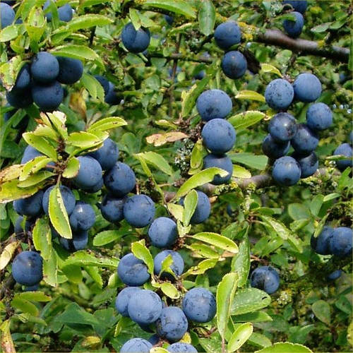 Sloe fruit 1lb weight - fruit,