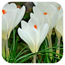 Crocus White  'Jeanne d'Arc' x